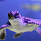 A green sea turtle hatchling swimming in a tank at the turtle conservancy section of Aquaria KLCC in Kuala Lumpur, Malaysia.